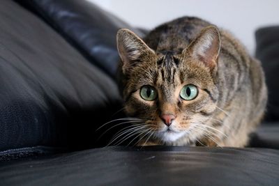 Portrait of tabby cat on sofa at home