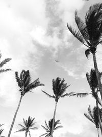 Low angle view of palm trees against sky