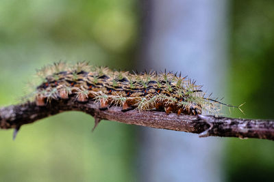 Close-up of insect on plant