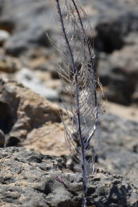 Close-up of bird on rock