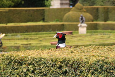 Statue of man on field