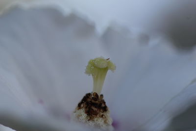 Close-up of honey bee on flower