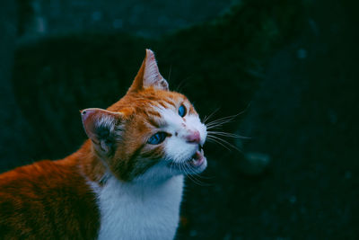 High angle view of cat looking away