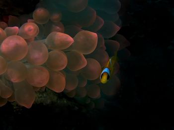 Red sea anemonefish 