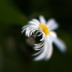 Close-up of white flowers blooming outdoors