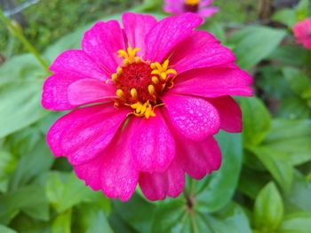 Close-up of pink flower blooming outdoors