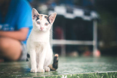 Portrait of cat looking at kitten