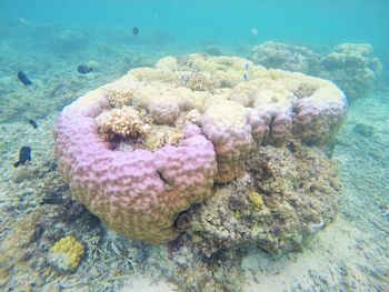 Close-up of coral in sea