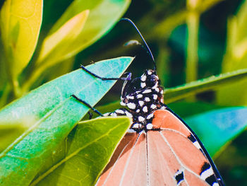 Close-up of butterfly on leaves