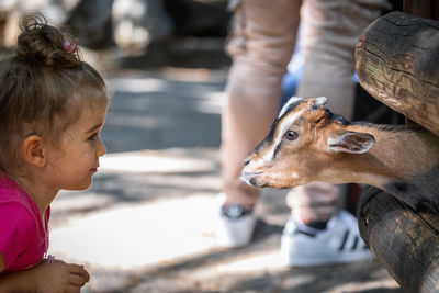 Cute girl looking at goat