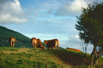 Cows standing in a field