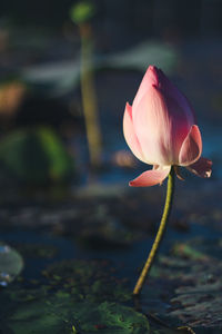 Close-up of pink water lily in lake