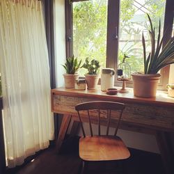 Potted plants on table at home