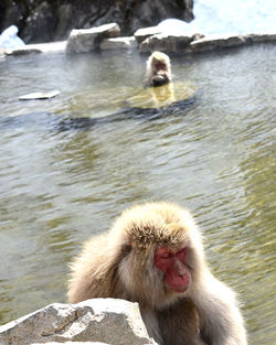 Monkey in a lake