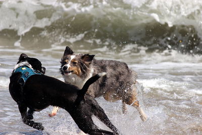 Dog running in sea