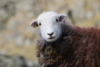 Portrait of sheep