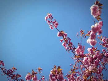 Low angle view of pink flowers against clear blue sky