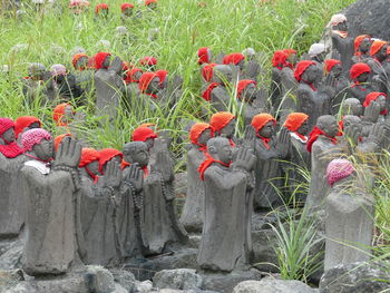 Red poppy flowers on field