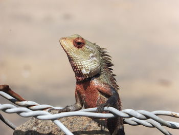 Close-up of lizard on metal fence