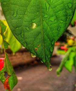 Close-up of green leaf