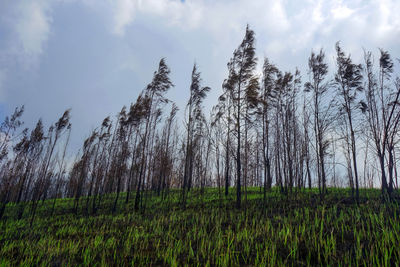 Trees on field against sky