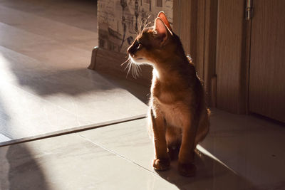 Abyssinian cat sitting on floor in the sunlight 