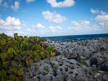 Plants growing on rocks by sea against sky