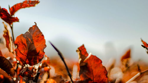 Close-up of dried autumn leaves against sky