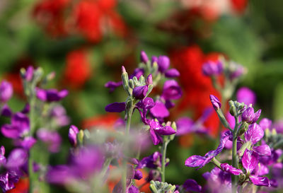 Close-up of pink flowering plant