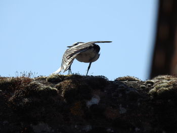 Bird perching on a tree