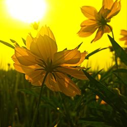 Close-up of yellow flowering plant on field against sky