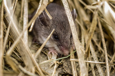 Close-up of an mouse 