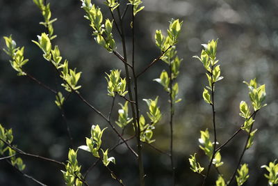 Close-up of plant leaves