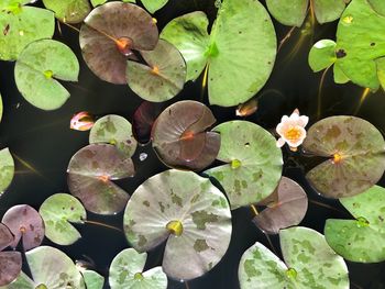 High angle view of lotus water lily in pond