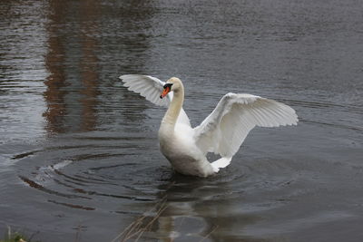 Swan flapping it's wings in the lake