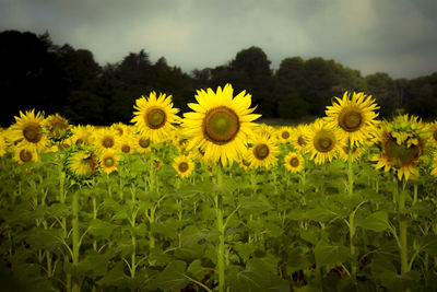 Close-up of yellow flowering plants on field