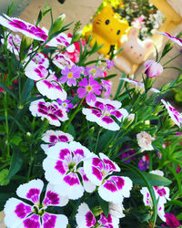 High angle view of pink flowering plants