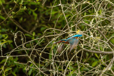 Close-up of bird perching on branch