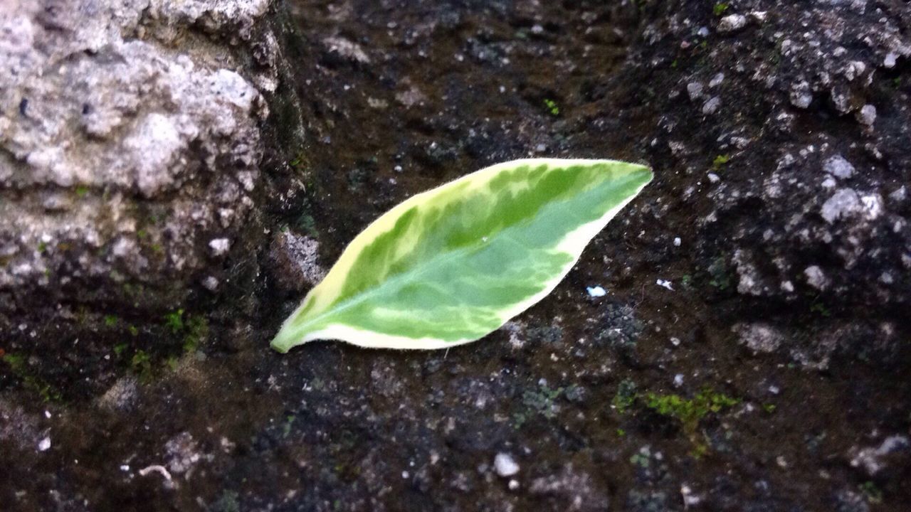 CLOSE-UP OF GREEN LEAF IN WATER