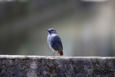 Close-up of bird perching on retaining wall