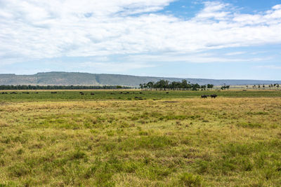 Scenic view of grassy field against sky