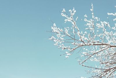 Low angle view of tree against clear blue sky