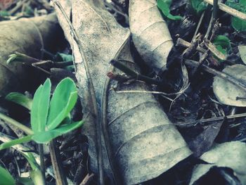 Close-up of plant