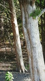 Trees in the forest