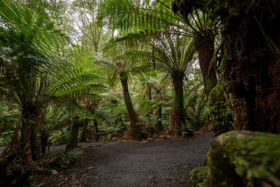 Trees in forest