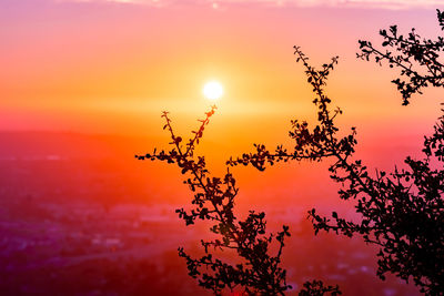 Low angle view of silhouette plants against romantic sky