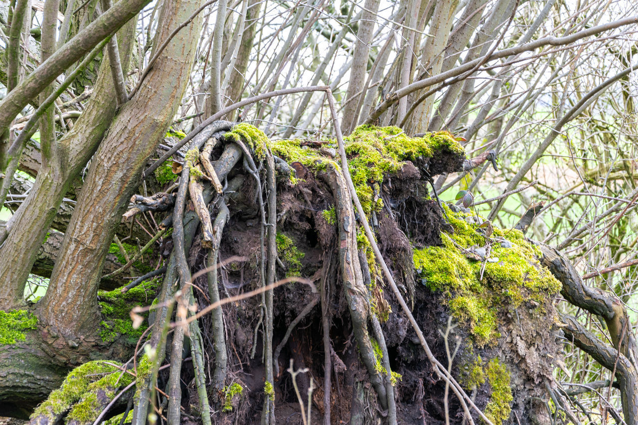 LOW ANGLE VIEW OF TREE TRUNK IN FOREST