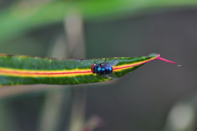 Close-up of insect on leaf