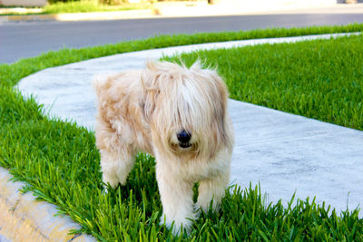 Dog on grassy at footpath