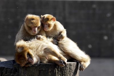 Monkeys on tree stump